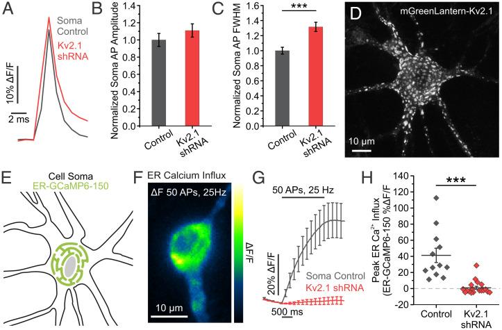 https://cdn.ncbi.nlm.nih.gov/pmc/blobs/c4eb/9335237/e6fc7e52f284/pnas.2117135119fig01.jpg
