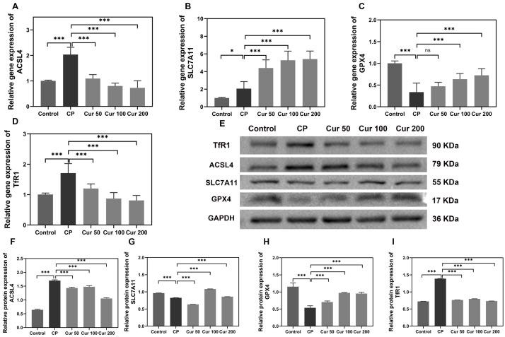 https://cdn.ncbi.nlm.nih.gov/pmc/blobs/c4ec/10298010/cd221a9aea90/ijms-24-09835-g003.jpg