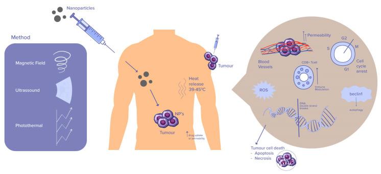 https://cdn.ncbi.nlm.nih.gov/pmc/blobs/c4ed/10779099/9d57fc812a51/ijms-25-00296-g001.jpg