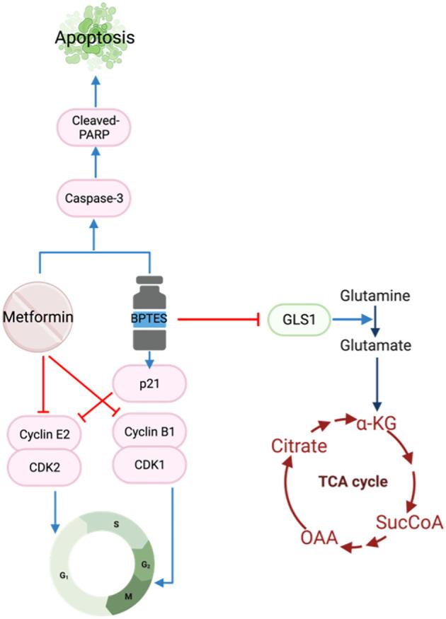 https://cdn.ncbi.nlm.nih.gov/pmc/blobs/c4ef/10917904/caff937dc735/fonc-14-1358854-g004.jpg