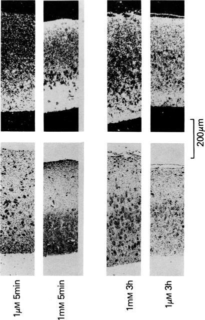 https://cdn.ncbi.nlm.nih.gov/pmc/blobs/c4ef/2043917/2f3290b6cd8b/brjpharm00661-0060-a.jpg