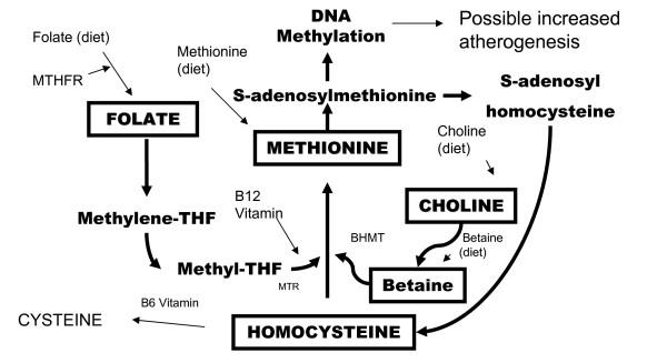 https://cdn.ncbi.nlm.nih.gov/pmc/blobs/c4f0/1934379/9bc6b2b38651/1471-2261-7-20-1.jpg