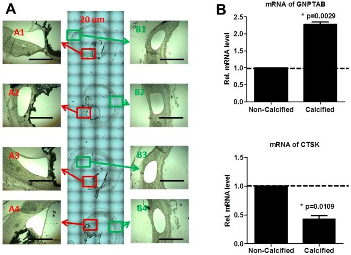 https://cdn.ncbi.nlm.nih.gov/pmc/blobs/c4f0/5753093/29e4fcc2895e/jcdd-02-00031-g002.jpg