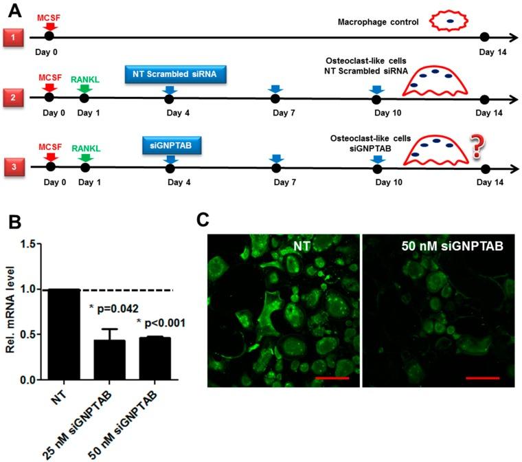 https://cdn.ncbi.nlm.nih.gov/pmc/blobs/c4f0/5753093/30f3d13baa8a/jcdd-02-00031-g003.jpg