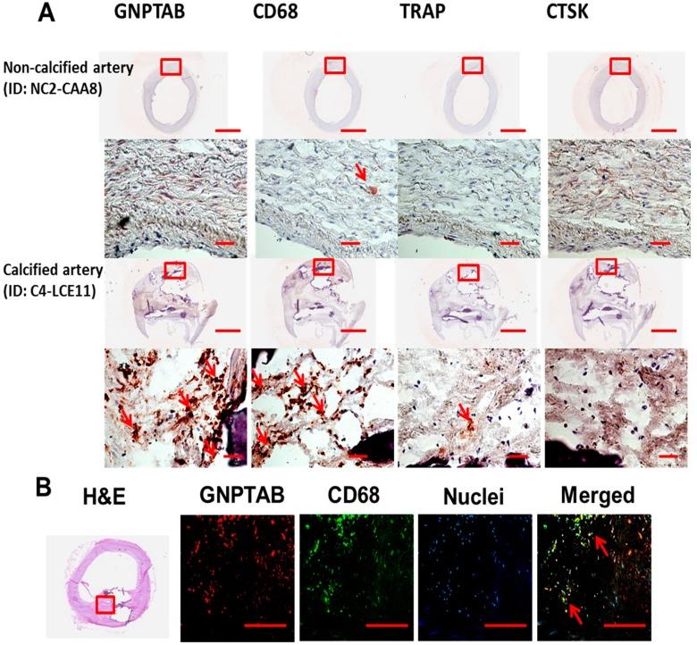 https://cdn.ncbi.nlm.nih.gov/pmc/blobs/c4f0/5753093/38c424ca1729/jcdd-02-00031-g001.jpg