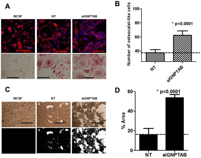 https://cdn.ncbi.nlm.nih.gov/pmc/blobs/c4f0/5753093/e6ee7fab2b14/jcdd-02-00031-g004.jpg