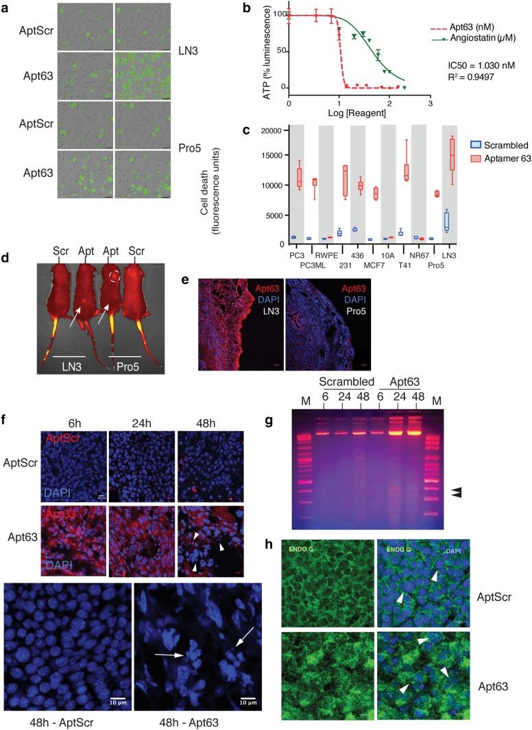 https://cdn.ncbi.nlm.nih.gov/pmc/blobs/c4f1/6555781/c8a447743fd5/10549_2019_5174_Fig3_HTML.jpg