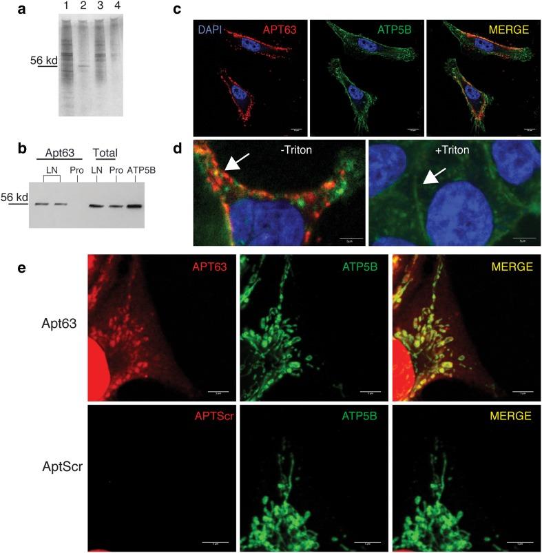 https://cdn.ncbi.nlm.nih.gov/pmc/blobs/c4f1/6555781/e05dafb7d782/10549_2019_5174_Fig4_HTML.jpg