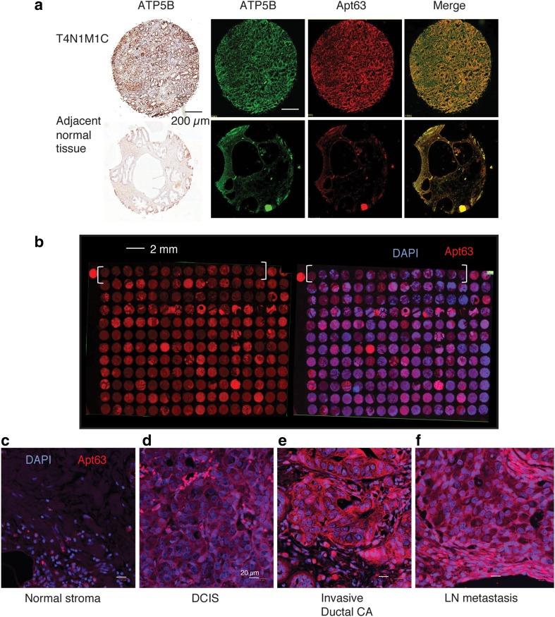 https://cdn.ncbi.nlm.nih.gov/pmc/blobs/c4f1/6555781/e16ece350db2/10549_2019_5174_Fig7_HTML.jpg