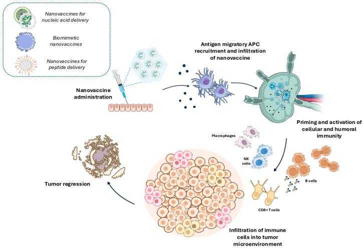 https://cdn.ncbi.nlm.nih.gov/pmc/blobs/c4f5/11859086/778c49fd4a7d/pharmaceutics-17-00216-g003.jpg