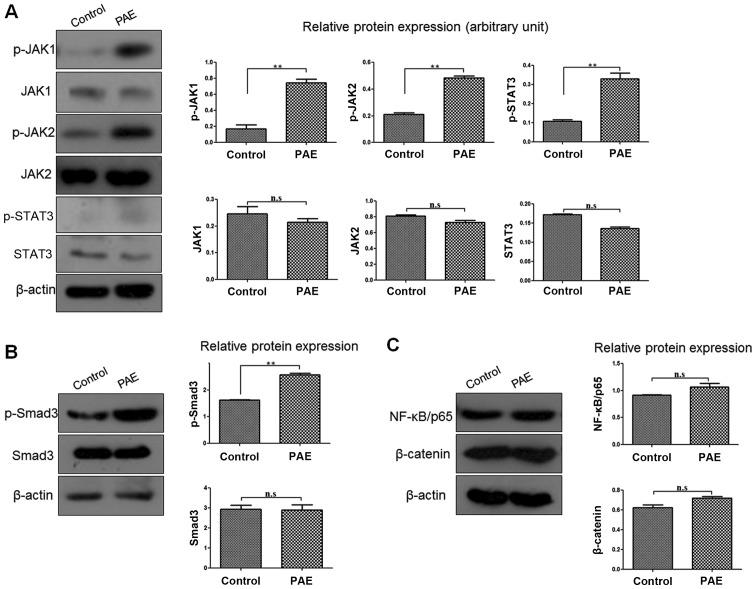 https://cdn.ncbi.nlm.nih.gov/pmc/blobs/c4f5/5504994/426bc1260f38/IJMM-40-02-0465-g02.jpg