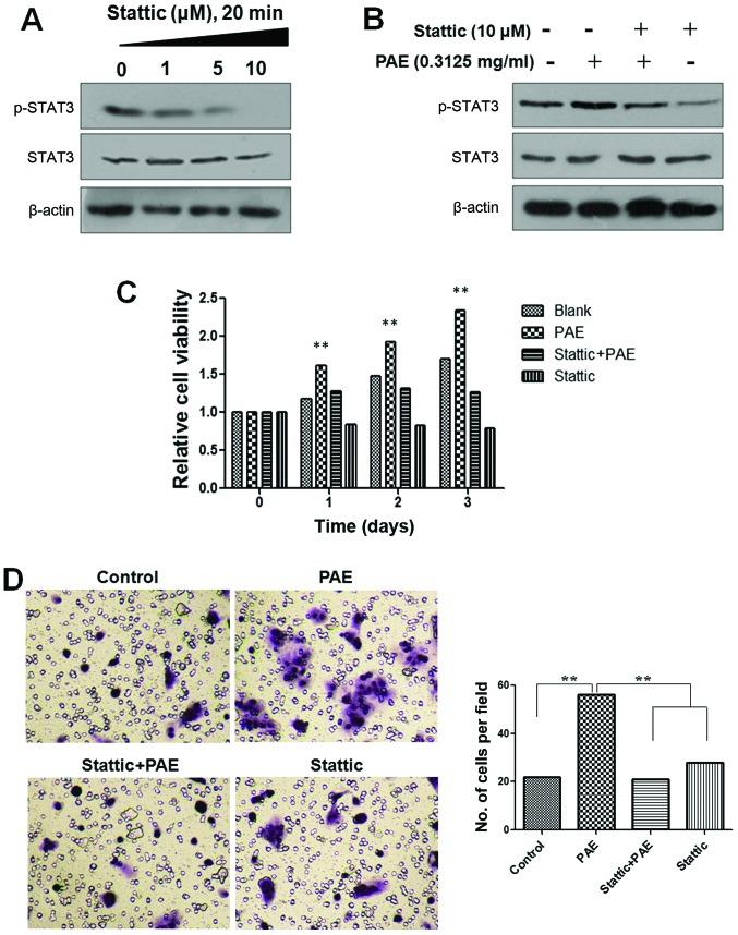 https://cdn.ncbi.nlm.nih.gov/pmc/blobs/c4f5/5504994/6d1656304aee/IJMM-40-02-0465-g03.jpg