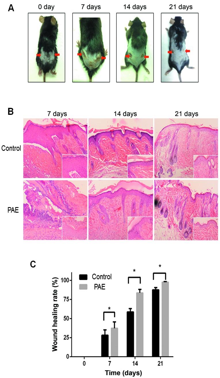 https://cdn.ncbi.nlm.nih.gov/pmc/blobs/c4f5/5504994/b0adc18d6ebb/IJMM-40-02-0465-g05.jpg