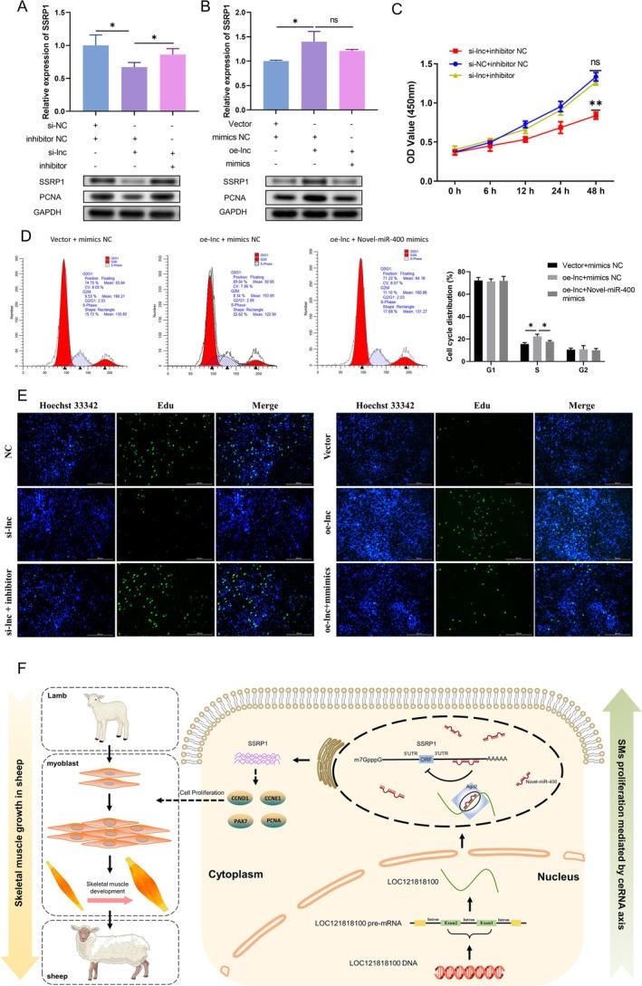 https://cdn.ncbi.nlm.nih.gov/pmc/blobs/c4f6/12138275/a40d6257eafb/JCSM-16-e13836-g006.jpg