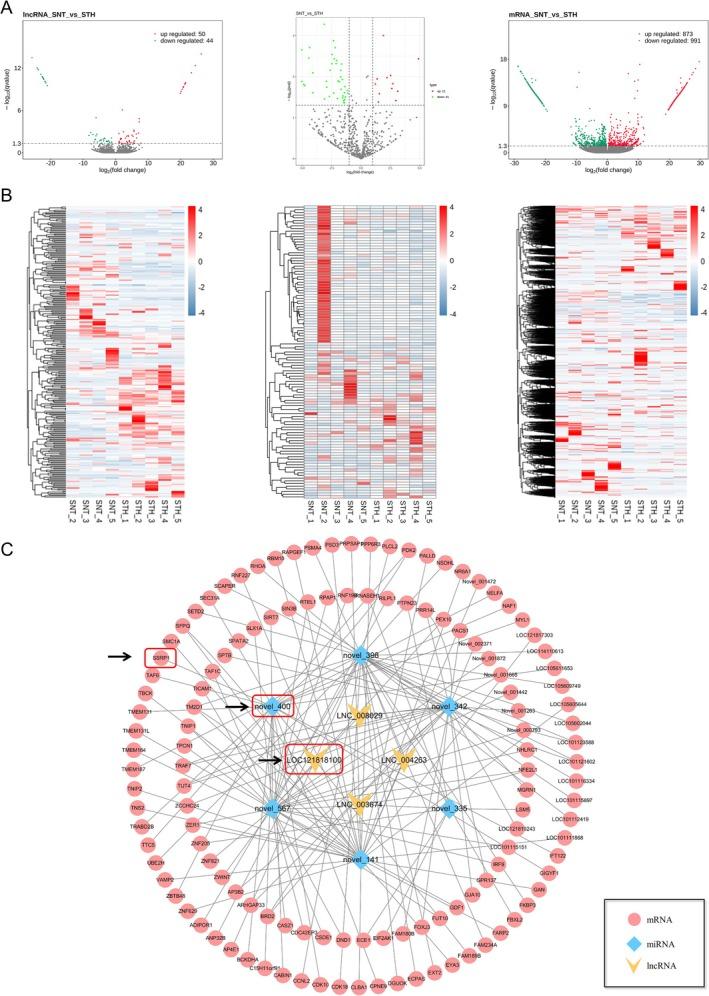 https://cdn.ncbi.nlm.nih.gov/pmc/blobs/c4f6/12138275/b207a107d1c5/JCSM-16-e13836-g008.jpg