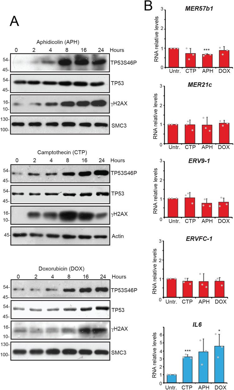 https://cdn.ncbi.nlm.nih.gov/pmc/blobs/c4f7/10882003/f4acc14825a4/41419_2024_6548_Fig4_HTML.jpg