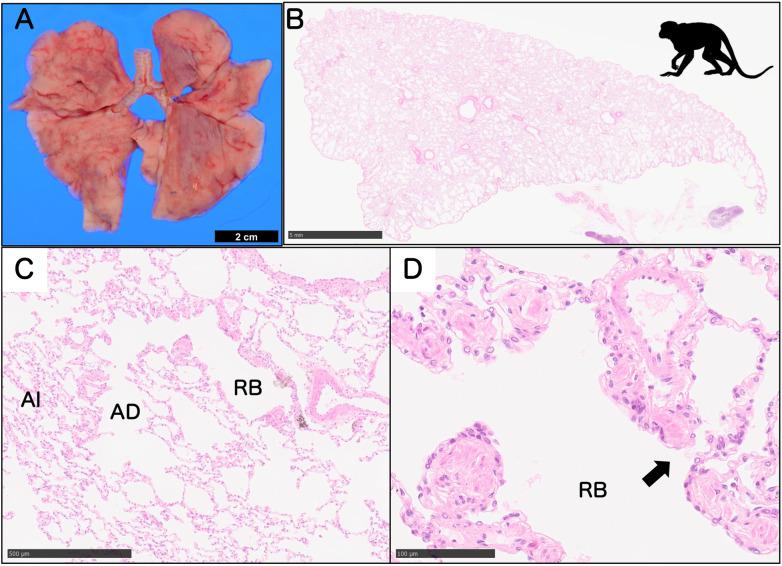 https://cdn.ncbi.nlm.nih.gov/pmc/blobs/c4f7/11966126/3ed33a9739a1/tox-38-113-g006.jpg
