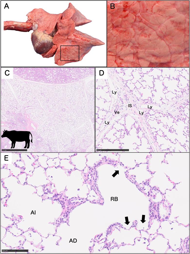 https://cdn.ncbi.nlm.nih.gov/pmc/blobs/c4f7/11966126/8fb12aaa065a/tox-38-113-g010.jpg
