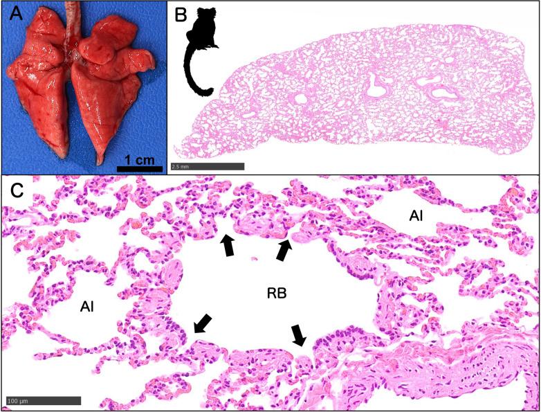 https://cdn.ncbi.nlm.nih.gov/pmc/blobs/c4f7/11966126/a847489b7281/tox-38-113-g007.jpg
