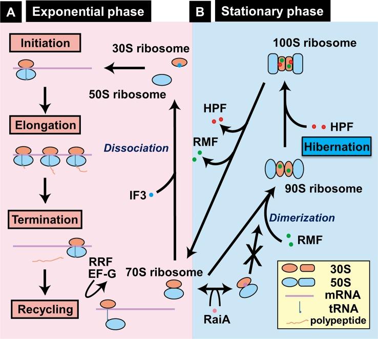 https://cdn.ncbi.nlm.nih.gov/pmc/blobs/c4f7/6904343/569ba50f635d/fgene-10-01153-g006.jpg