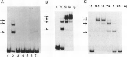 https://cdn.ncbi.nlm.nih.gov/pmc/blobs/c4f9/308389/d8bf946ea455/nar00043-0116-b.jpg