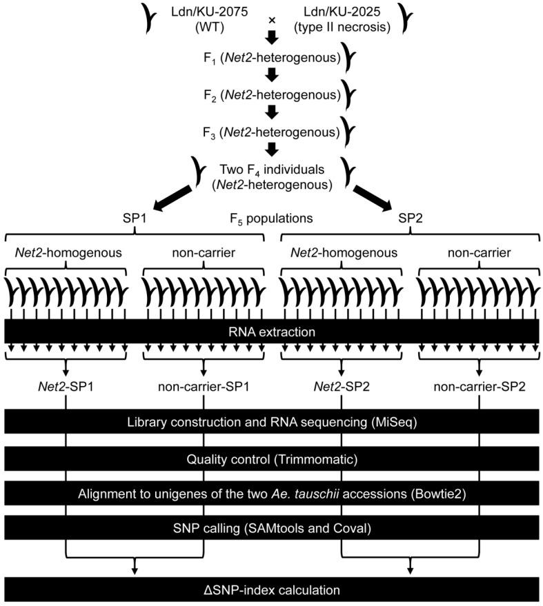 https://cdn.ncbi.nlm.nih.gov/pmc/blobs/c4fa/6321645/293daa911479/ijms-19-03749-g001.jpg