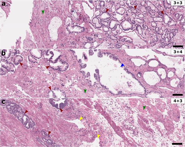 https://cdn.ncbi.nlm.nih.gov/pmc/blobs/c500/10519961/69ddb814ac4e/41467_2023_41574_Fig6_HTML.jpg