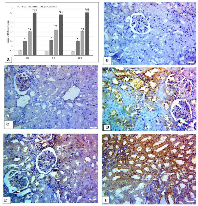 https://cdn.ncbi.nlm.nih.gov/pmc/blobs/c501/9220220/a4cdddcabea3/biomedicines-10-01295-g008.jpg