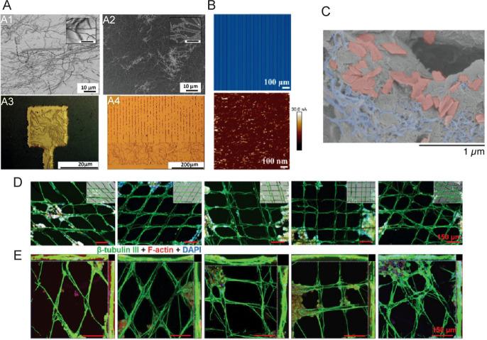 https://cdn.ncbi.nlm.nih.gov/pmc/blobs/c508/10817795/7d58bcf5bd5b/bt-04-04-213-g009.jpg