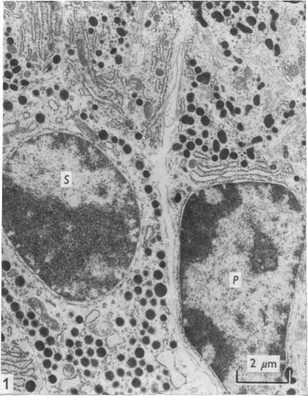 https://cdn.ncbi.nlm.nih.gov/pmc/blobs/c509/1231724/8b9048579b88/janat00375-0078-a.jpg