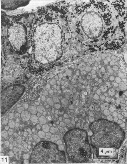 https://cdn.ncbi.nlm.nih.gov/pmc/blobs/c509/1231724/d7f39da6062b/janat00375-0081-b.jpg