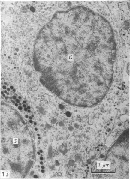 https://cdn.ncbi.nlm.nih.gov/pmc/blobs/c509/1231724/de6345ebe080/janat00375-0081-d.jpg