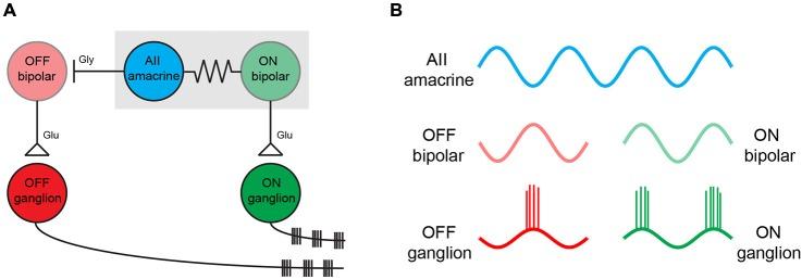 https://cdn.ncbi.nlm.nih.gov/pmc/blobs/c50d/4518194/443d44605688/fncel-09-00277-g0002.jpg
