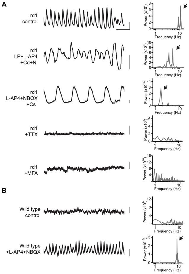 https://cdn.ncbi.nlm.nih.gov/pmc/blobs/c50d/4518194/e5223f256816/fncel-09-00277-g0001.jpg