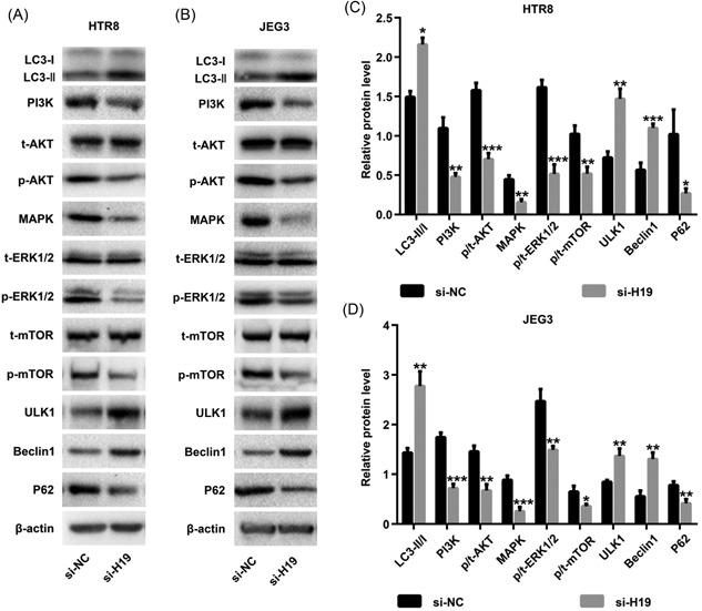 https://cdn.ncbi.nlm.nih.gov/pmc/blobs/c50d/6587755/5a93487d2520/JCB-120-9006-g003.jpg
