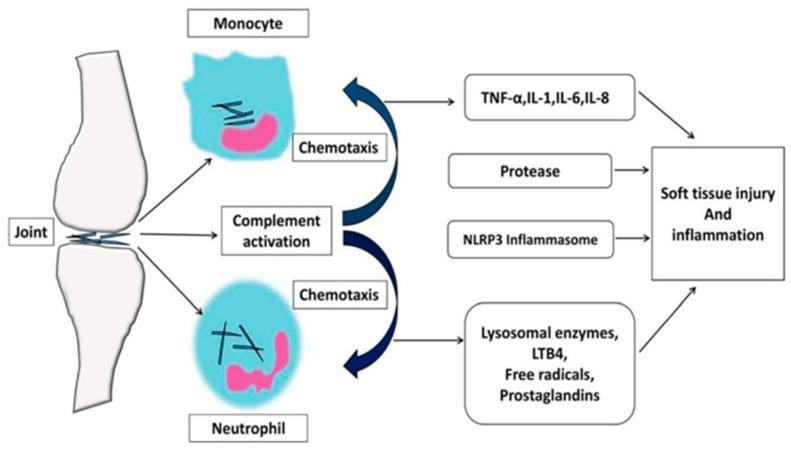 https://cdn.ncbi.nlm.nih.gov/pmc/blobs/c514/11768112/8b1da74f07a9/pharmaceutics-17-00102-g001.jpg