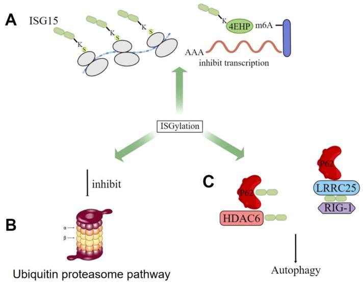 https://cdn.ncbi.nlm.nih.gov/pmc/blobs/c514/9918931/2d6c556fde3a/molecules-28-01337-g003.jpg