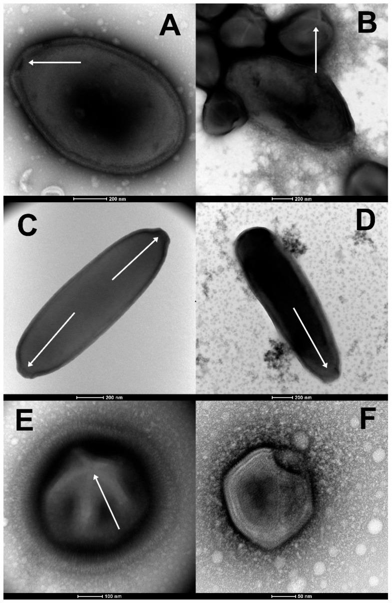 https://cdn.ncbi.nlm.nih.gov/pmc/blobs/c515/9958942/b80545017719/viruses-15-00564-g001.jpg
