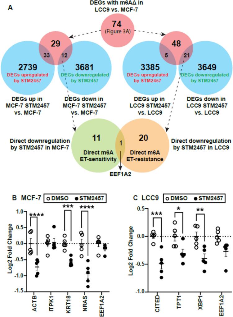 https://cdn.ncbi.nlm.nih.gov/pmc/blobs/c516/12241209/4163f8184be4/10142_2025_1658_Fig7_HTML.jpg