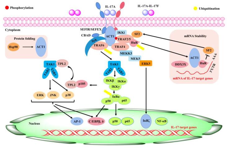 https://cdn.ncbi.nlm.nih.gov/pmc/blobs/c519/10253382/985ed1f26f47/ijms-24-09317-g002.jpg