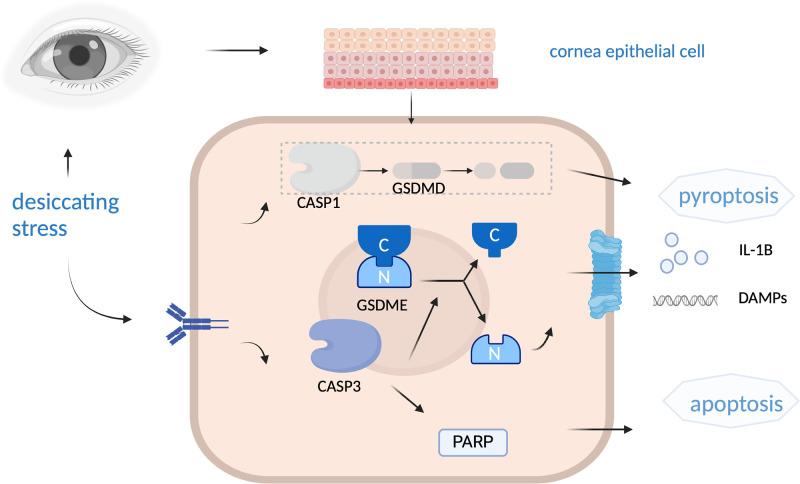 https://cdn.ncbi.nlm.nih.gov/pmc/blobs/c519/11731164/9aca27d1522a/iovs-66-1-24-f006.jpg