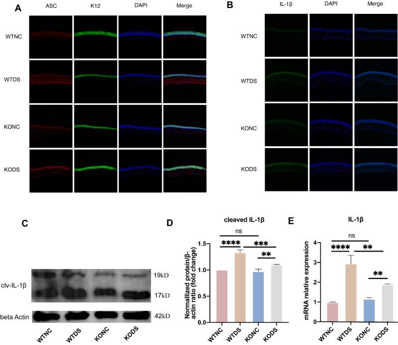 https://cdn.ncbi.nlm.nih.gov/pmc/blobs/c519/11731164/f977d66a0d83/iovs-66-1-24-f005.jpg