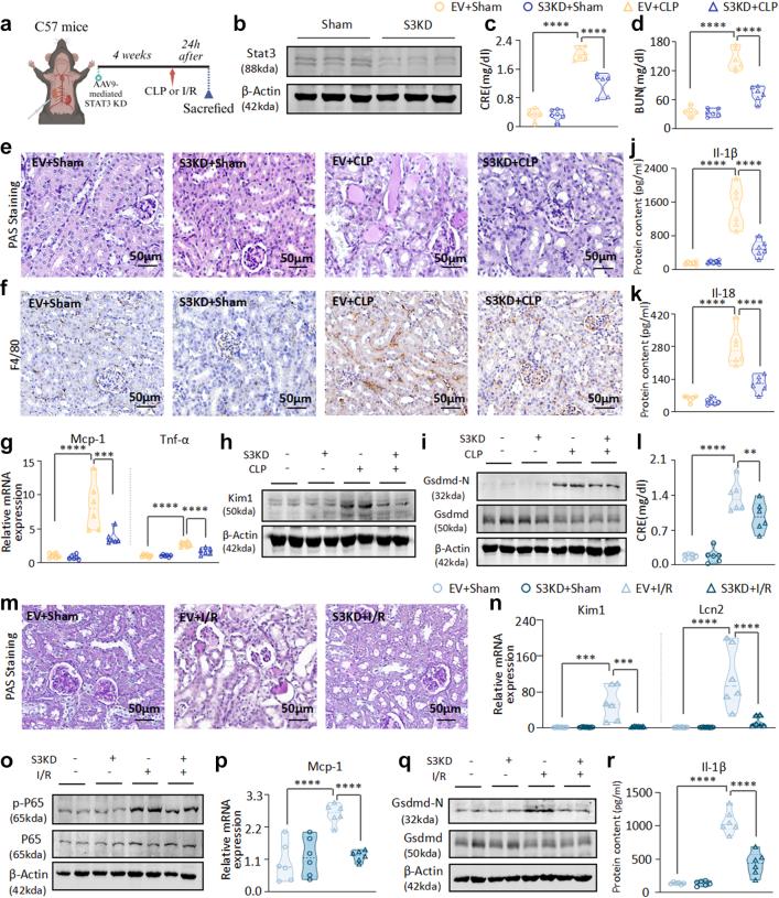https://cdn.ncbi.nlm.nih.gov/pmc/blobs/c519/12136849/994f12536687/gr7.jpg