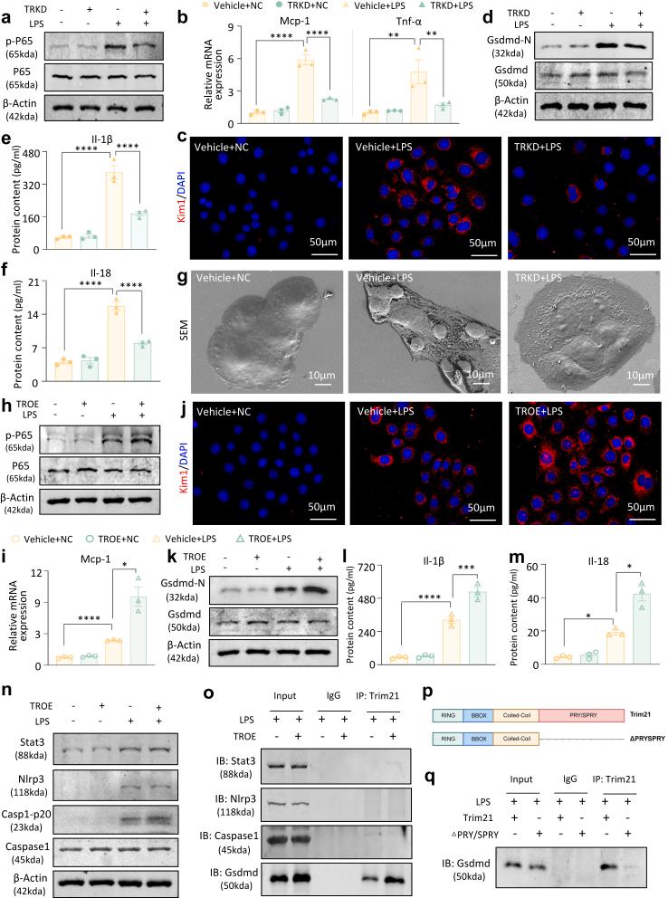 https://cdn.ncbi.nlm.nih.gov/pmc/blobs/c519/12136849/cfeef28567ab/gr5.jpg