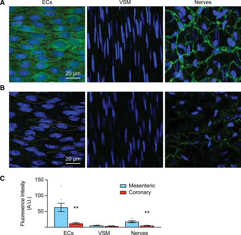 https://cdn.ncbi.nlm.nih.gov/pmc/blobs/c51c/10956675/859891d31b41/hyp-81-764-g004.jpg