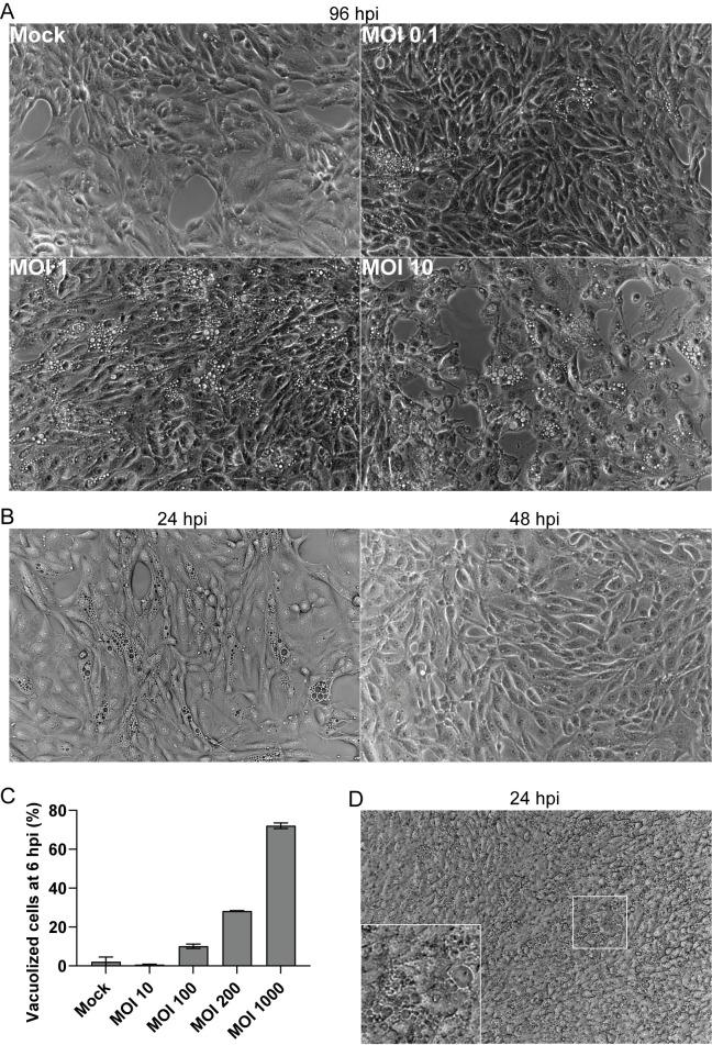 https://cdn.ncbi.nlm.nih.gov/pmc/blobs/c51c/11581322/2d2302c21b5e/ppat.1012681.g001.jpg