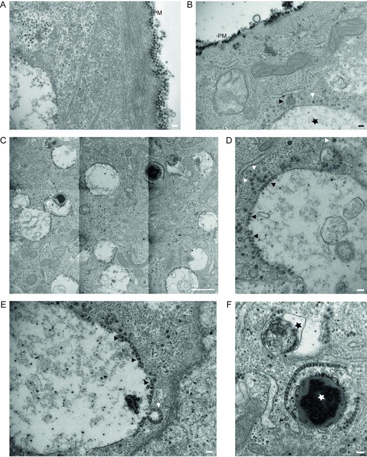 https://cdn.ncbi.nlm.nih.gov/pmc/blobs/c51c/11581322/462a809b56e6/ppat.1012681.g007.jpg