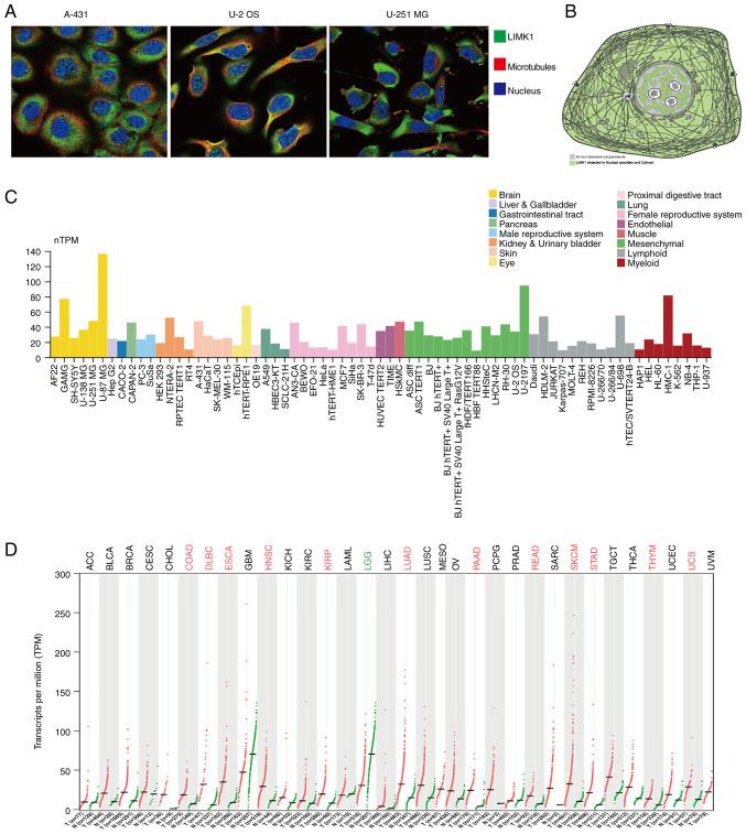 https://cdn.ncbi.nlm.nih.gov/pmc/blobs/c51c/9185146/b0d759a27e10/ol-24-01-13354-g00.jpg