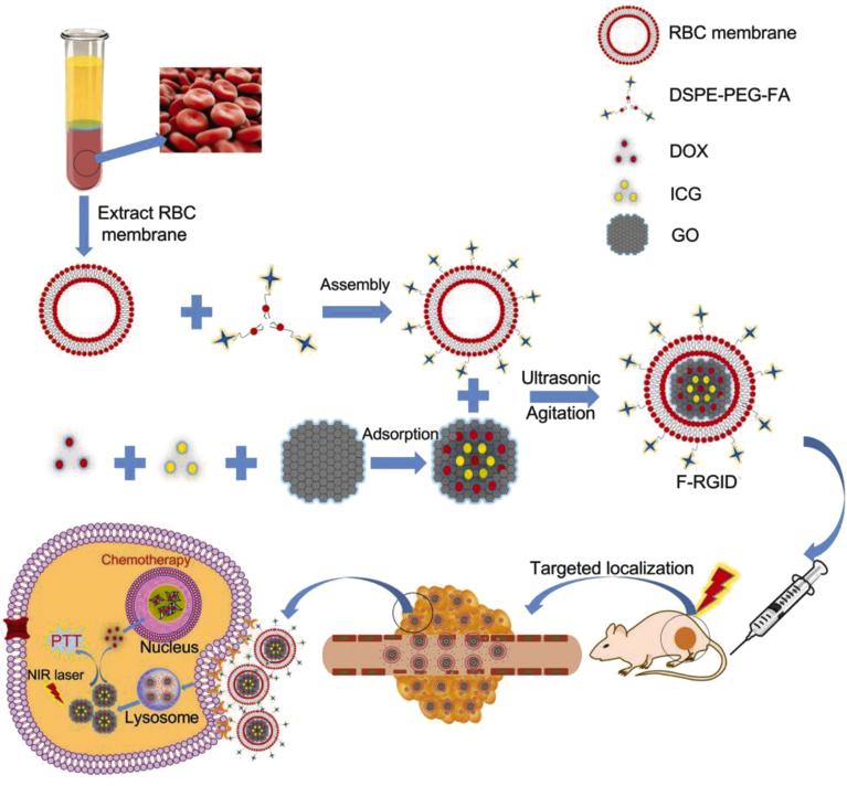 https://cdn.ncbi.nlm.nih.gov/pmc/blobs/c51d/12088825/30268bdccb59/gr6.jpg