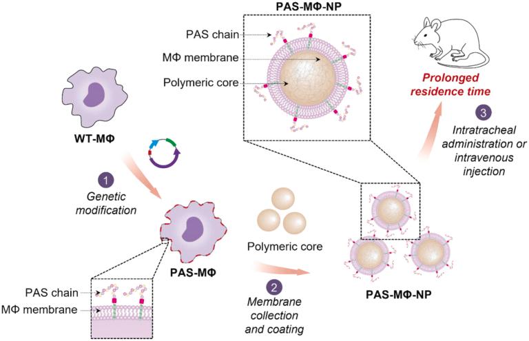 https://cdn.ncbi.nlm.nih.gov/pmc/blobs/c51d/12088825/d0d5f8ecba66/gr8.jpg